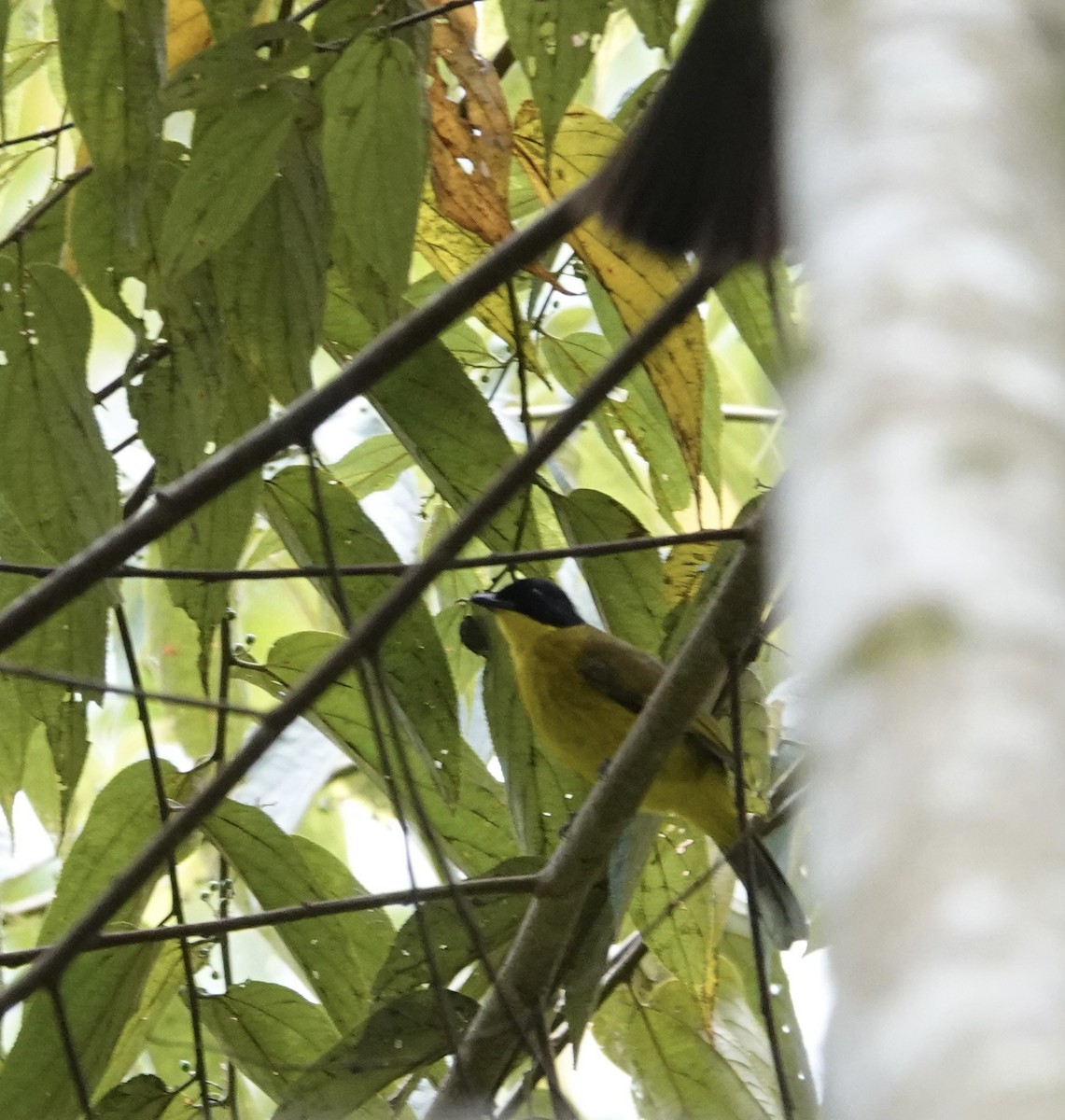 Bulbul Carinegro - ML646234857