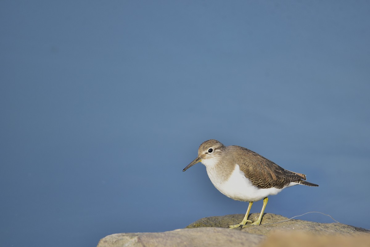 Andarríos Chico - ML646234858