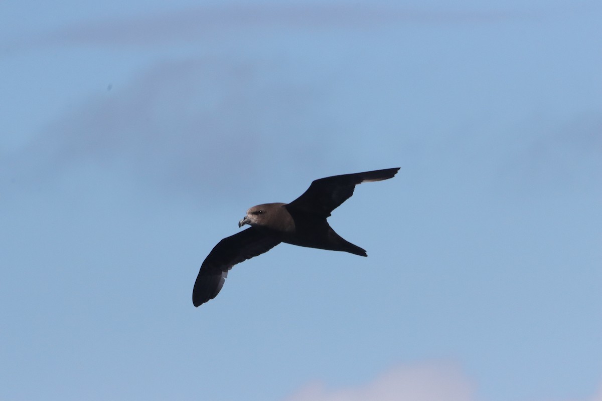 Petrel Carigrís - ML646234859
