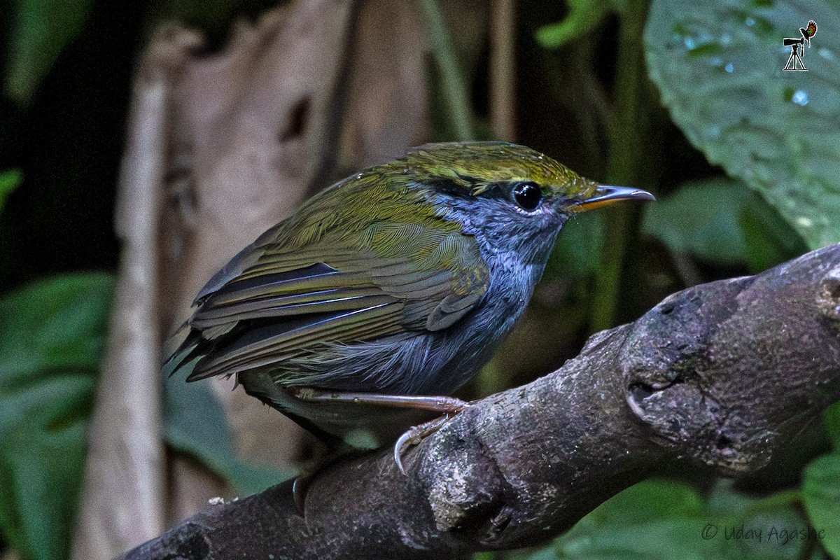 Tesia Cejiamarilla - ML646234861