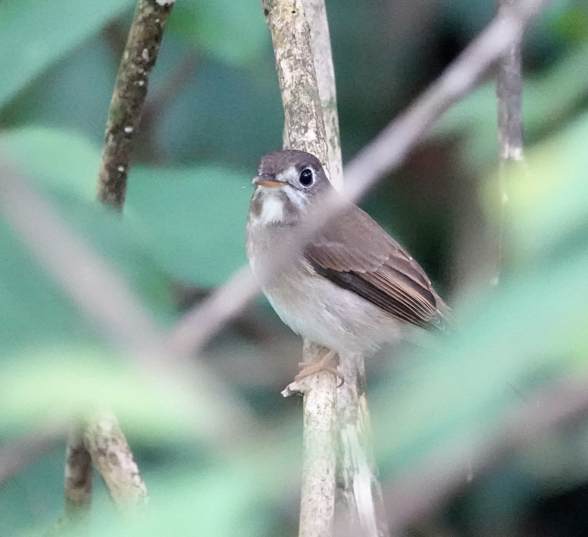 Papamoscas de Muttu - ML646234862