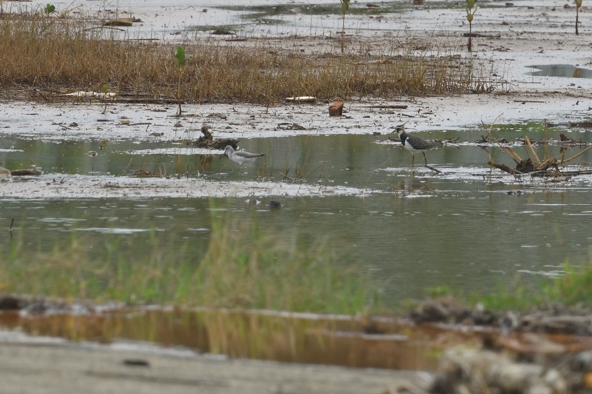 Avefría Europea - ML646234878