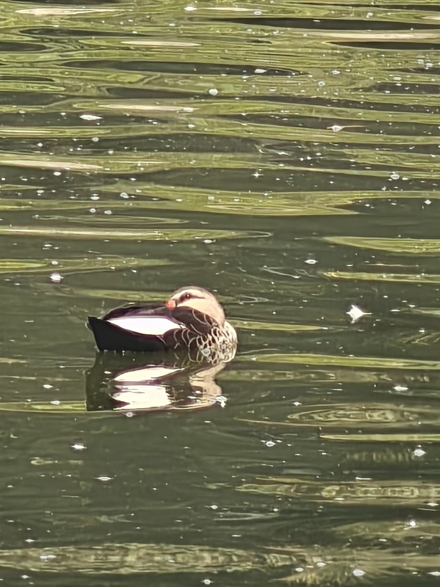 Ánade Picopinto Indio - ML646234879