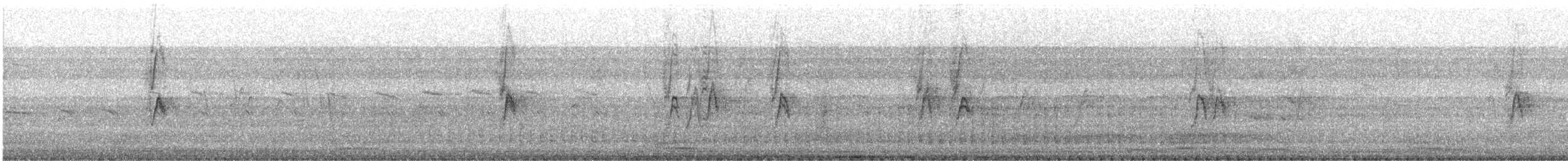 Moineau domestique - ML646234880