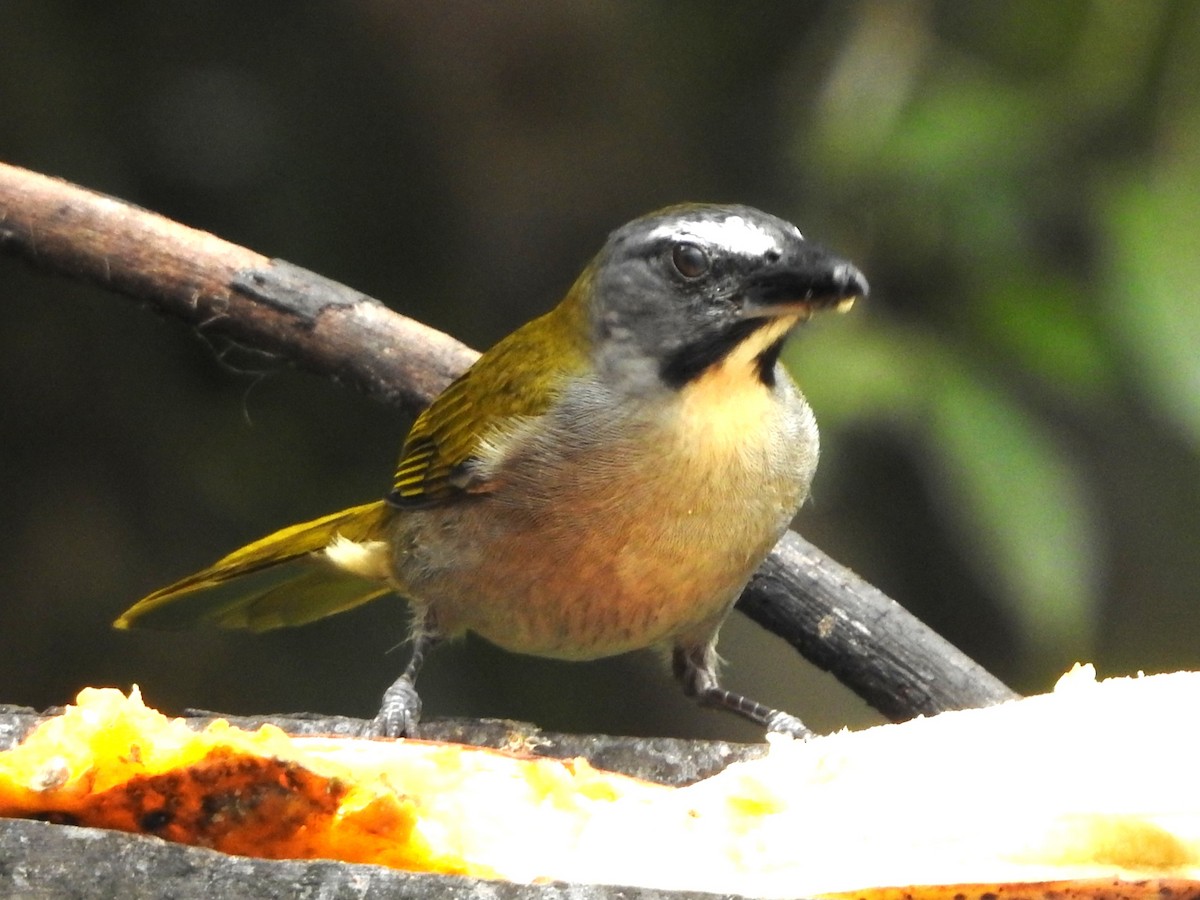 Pepitero Gorjicanelo - ML646234882