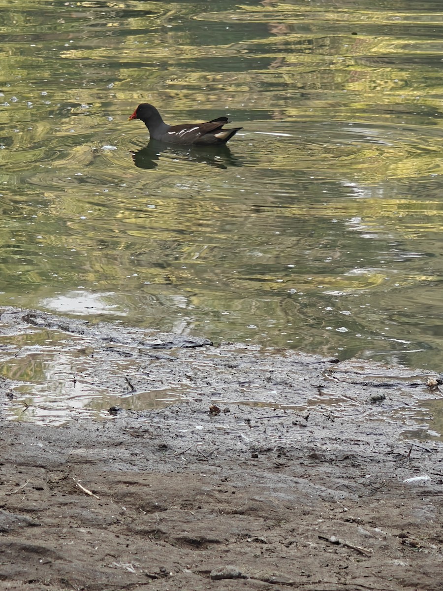 Eurasian Moorhen - ML646234883