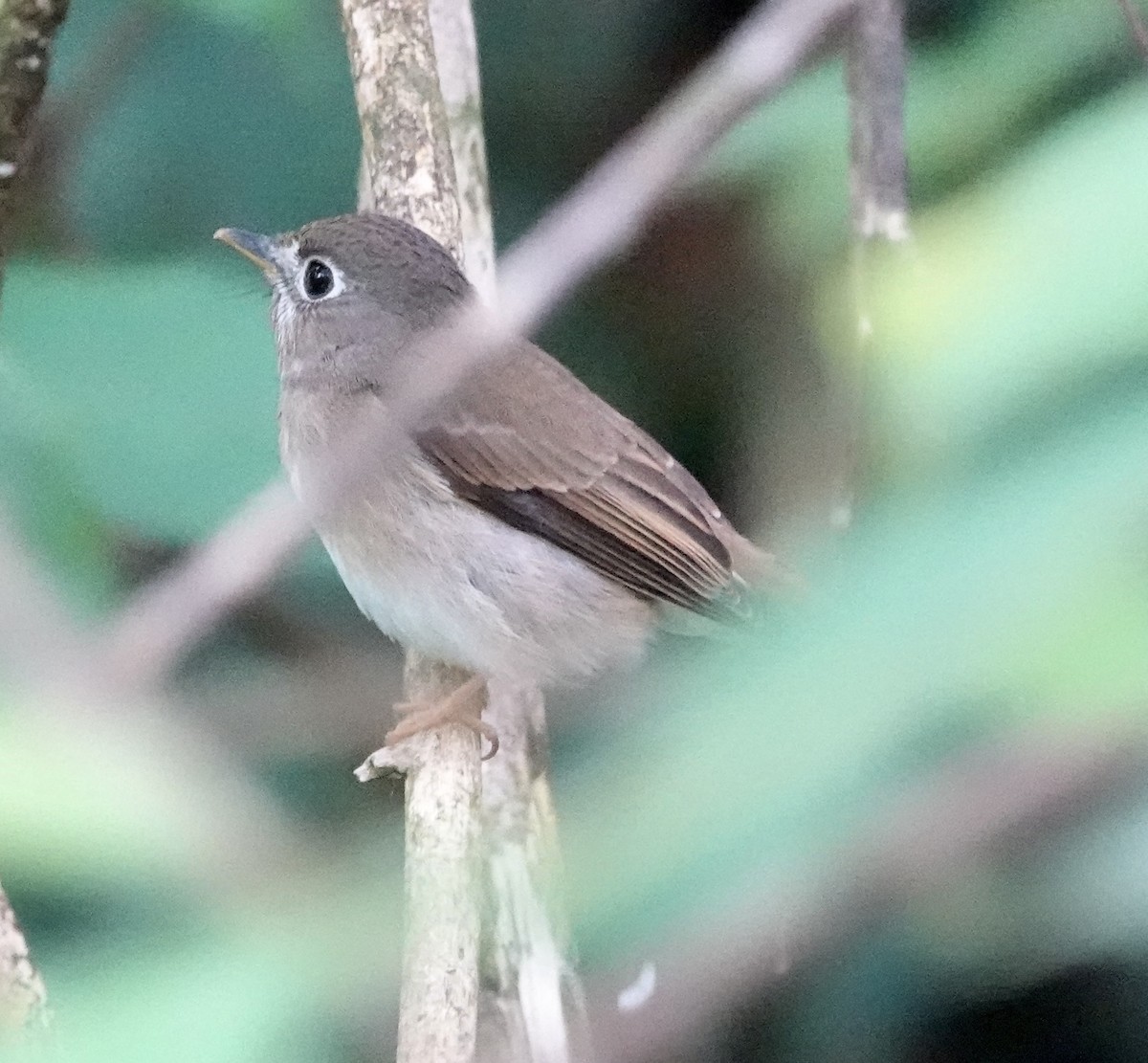 Papamoscas de Muttu - ML646234884