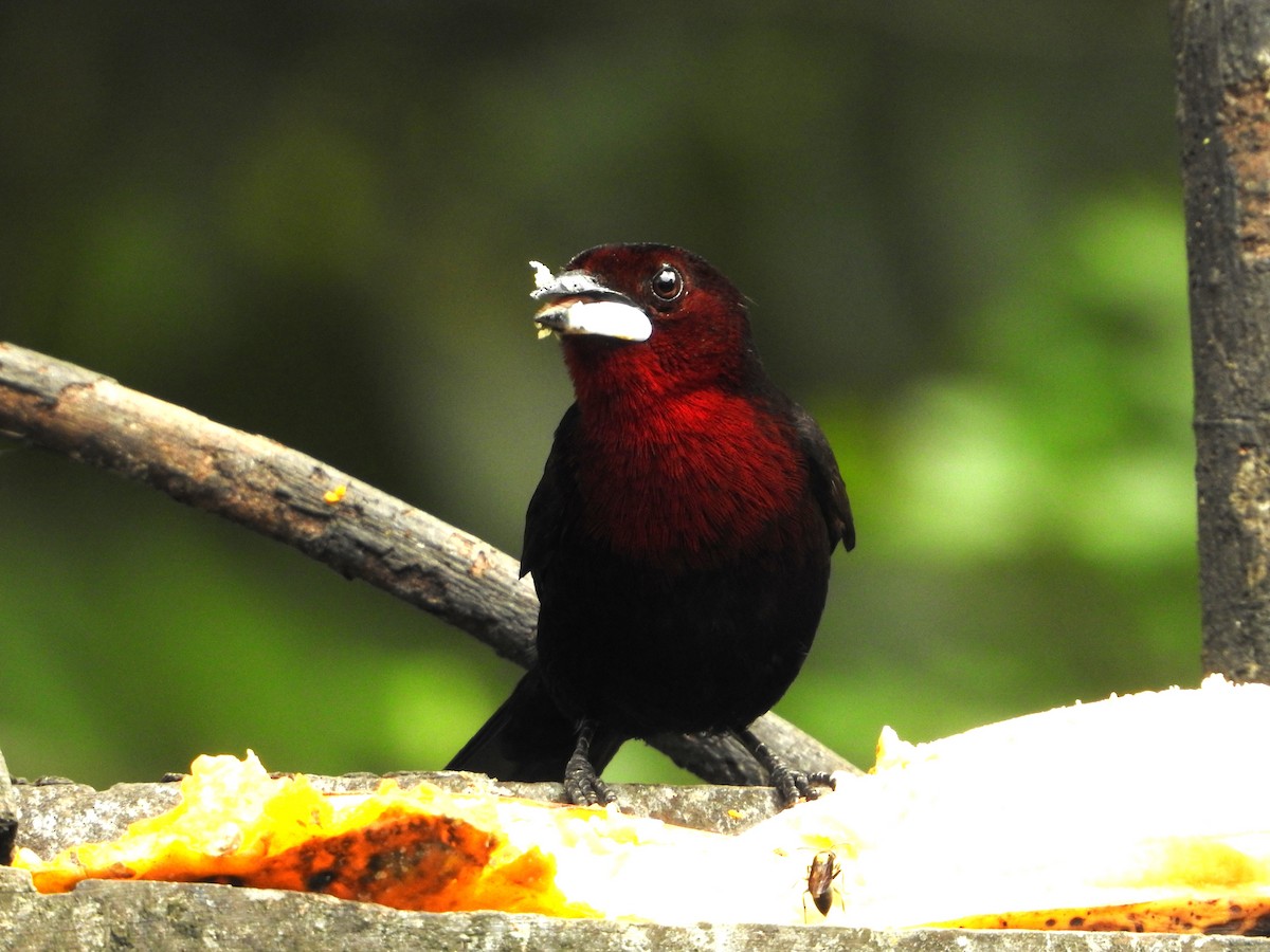 Silver-beaked Tanager - ML646234885