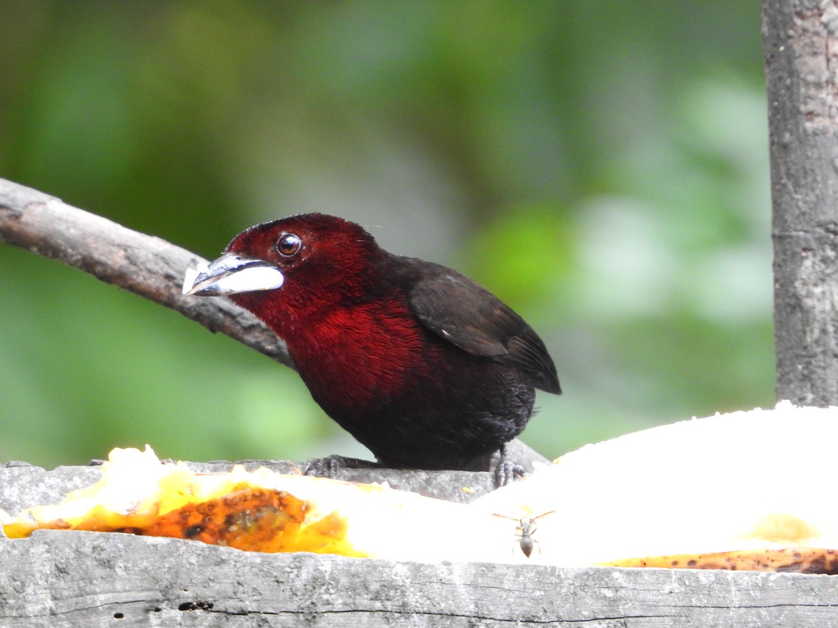 Silver-beaked Tanager - ML646234886