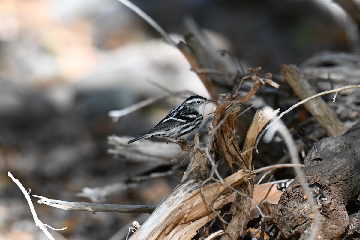 Black-and-white Warbler - ML646234887