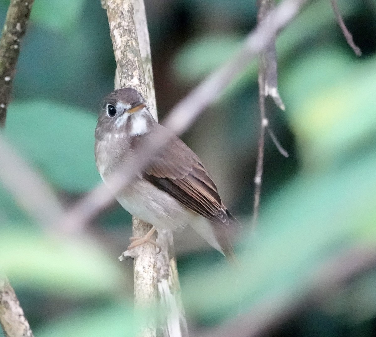 Brown-breasted Flycatcher - ML646234895