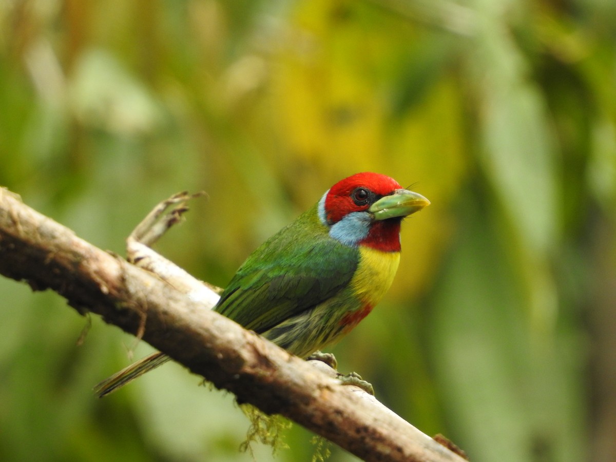 Versicolored Barbet (Blue-moustached) - ML646234896
