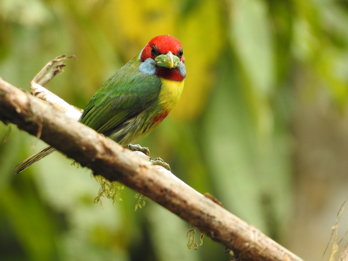 Versicolored Barbet (Blue-moustached) - ML646234898