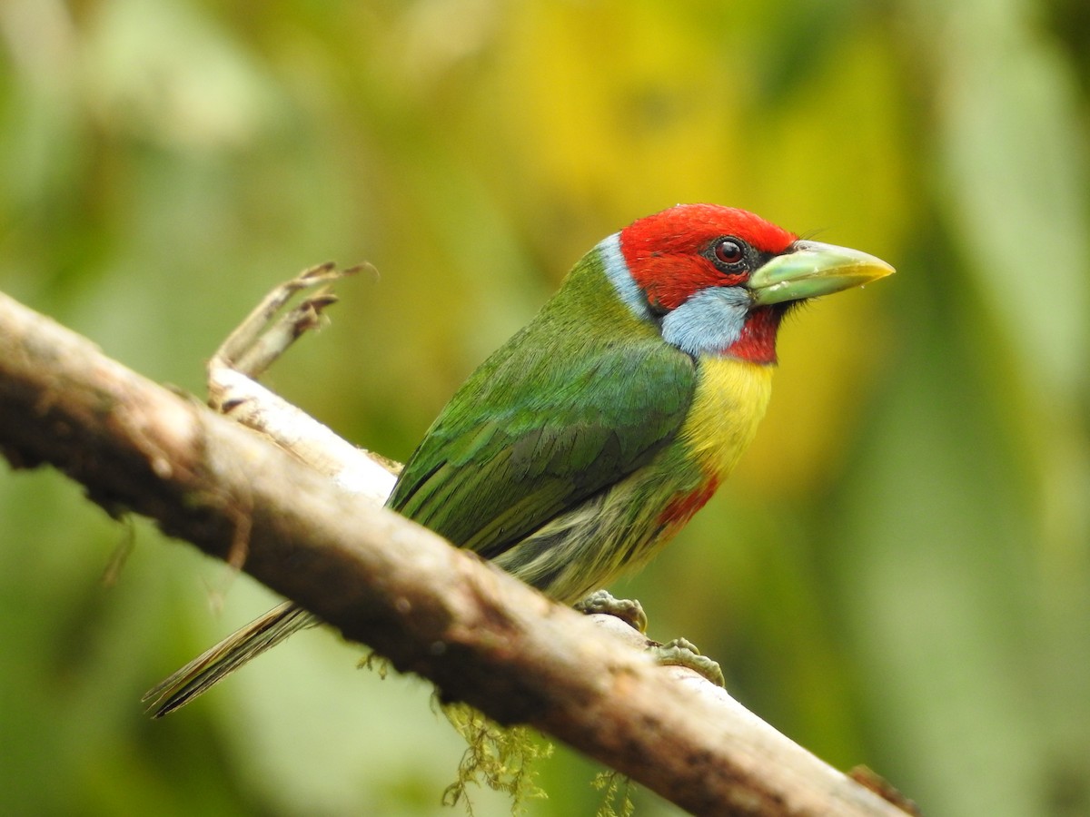 Versicolored Barbet (Blue-moustached) - ML646234899