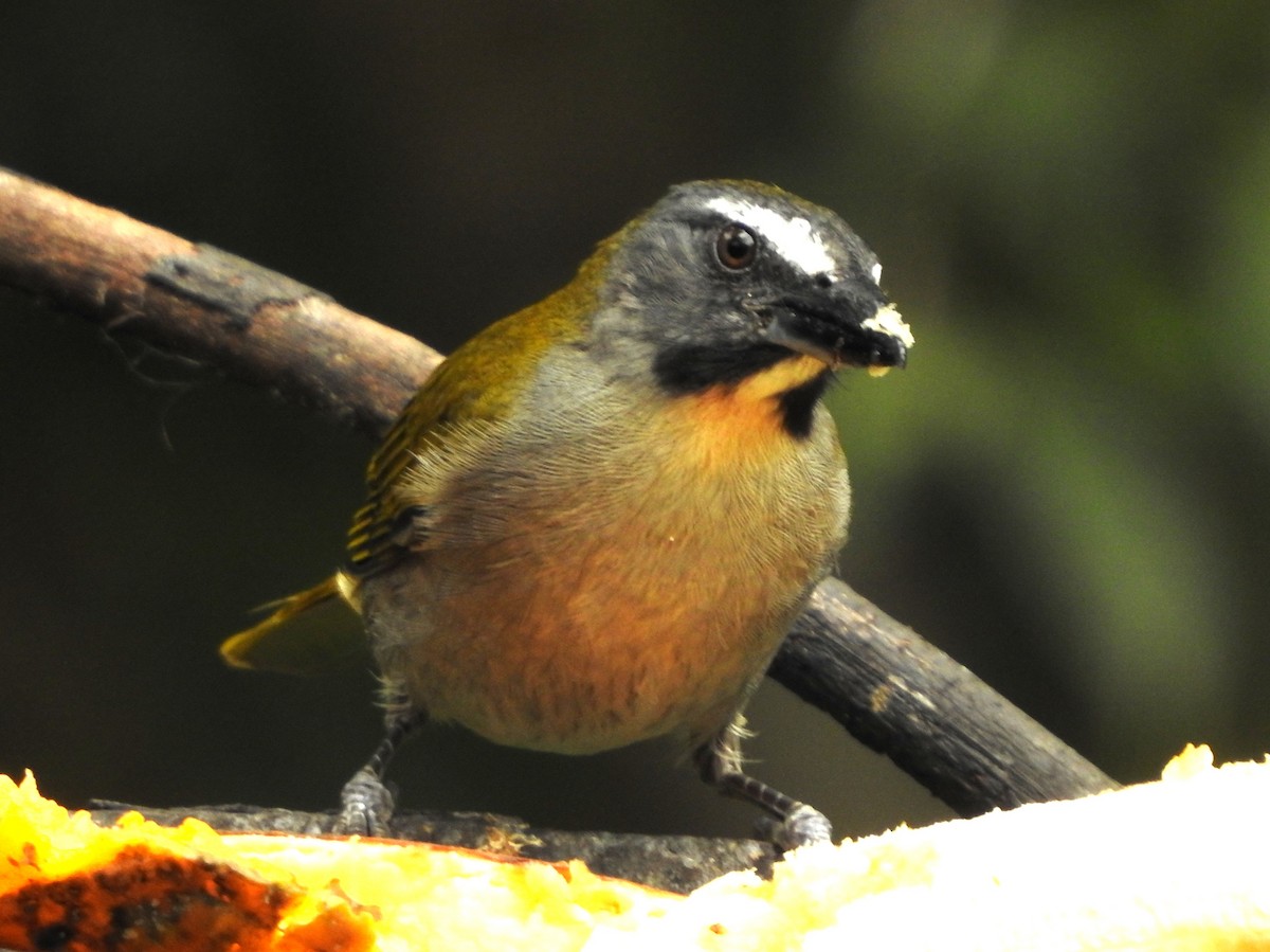 Buff-throated Saltator - ML646234901