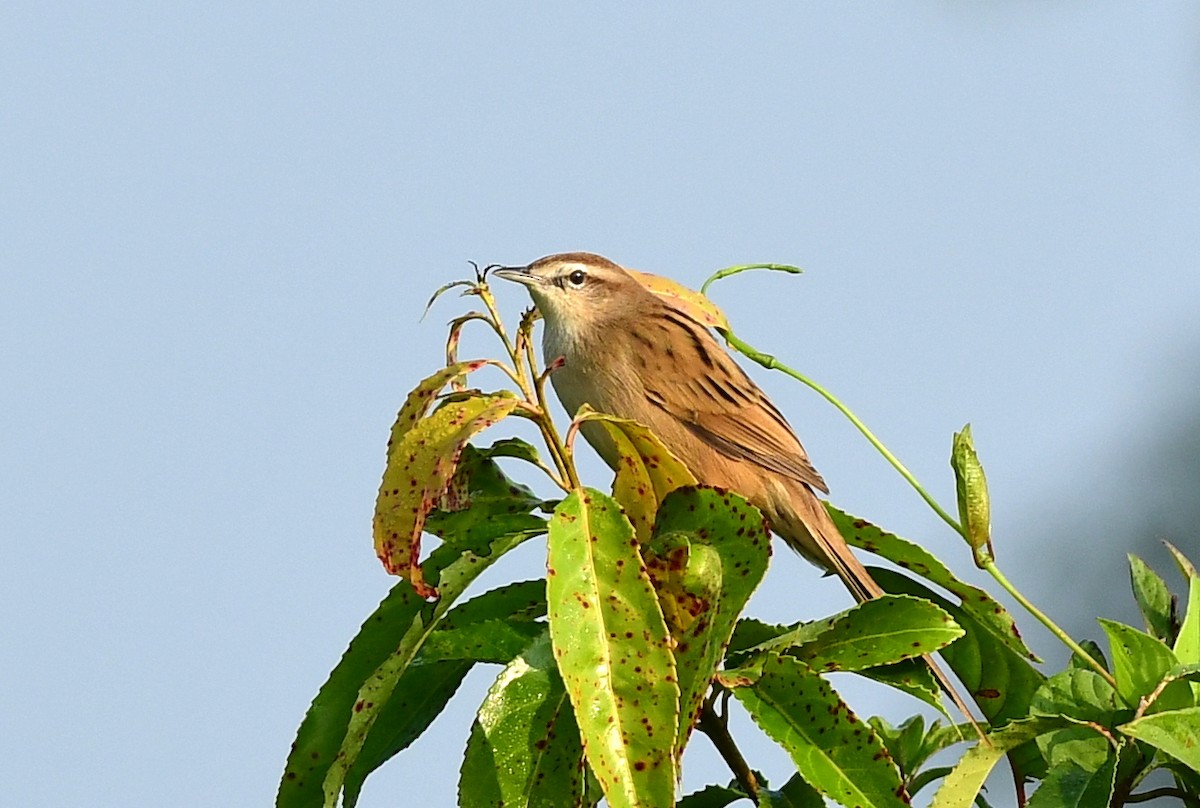 Striated Grassbird - ML646234903