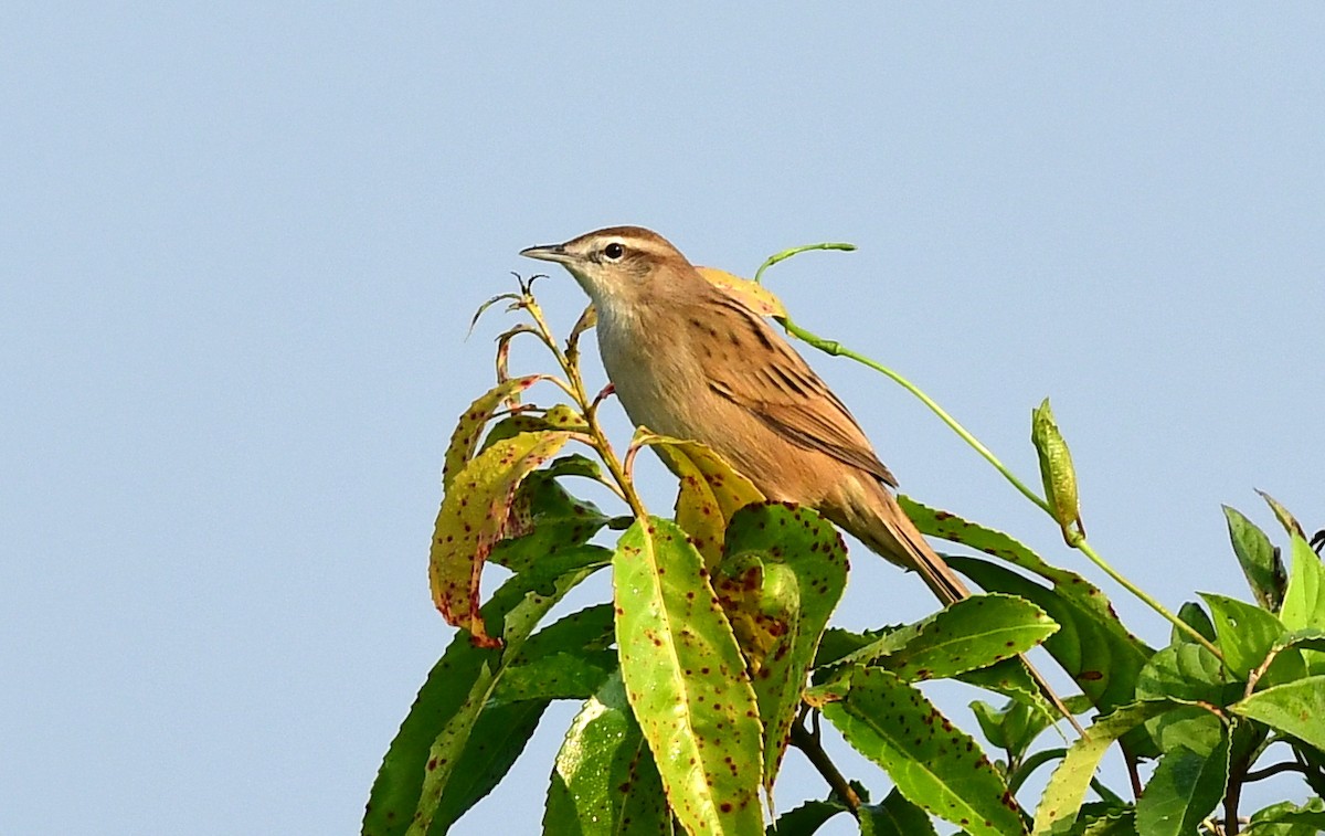 Striated Grassbird - ML646234904