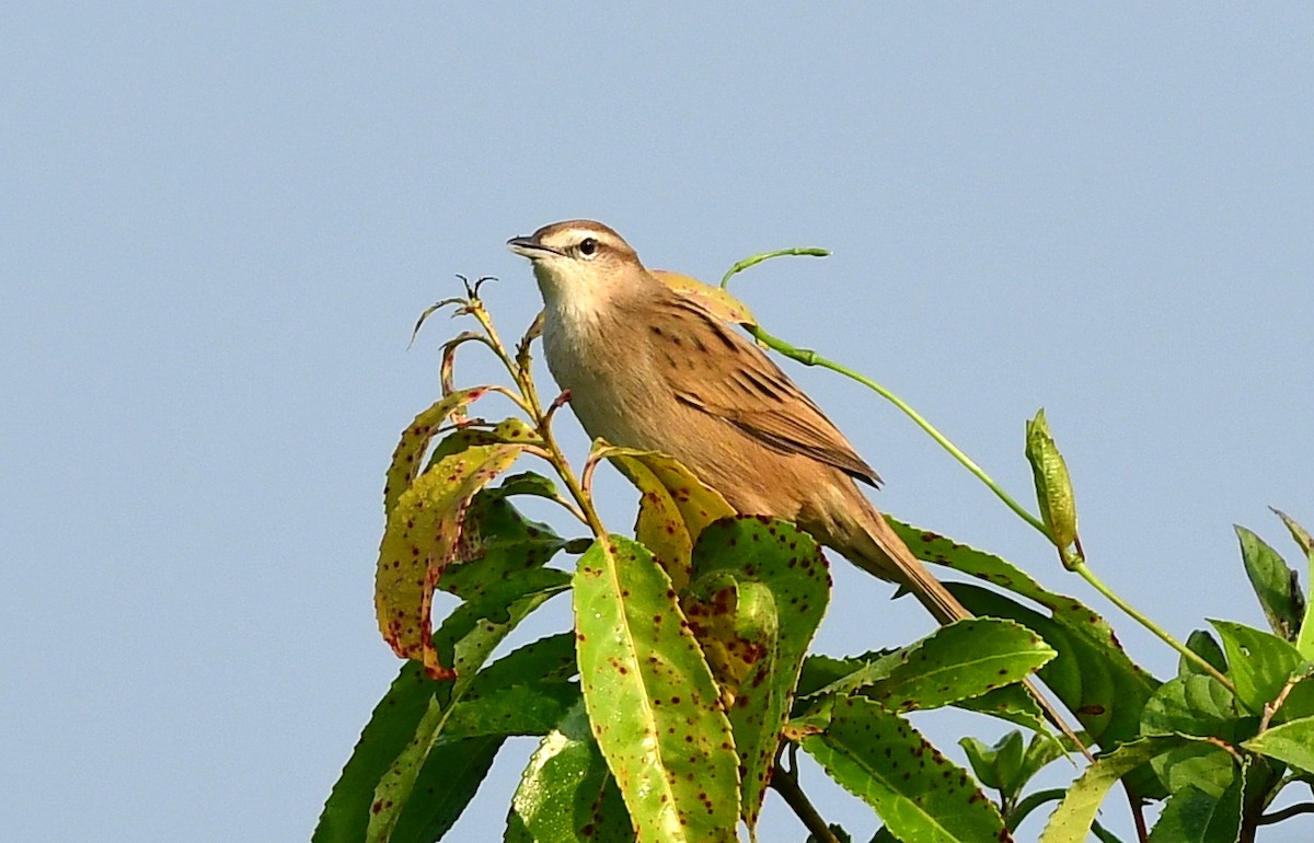 Striated Grassbird - ML646234905
