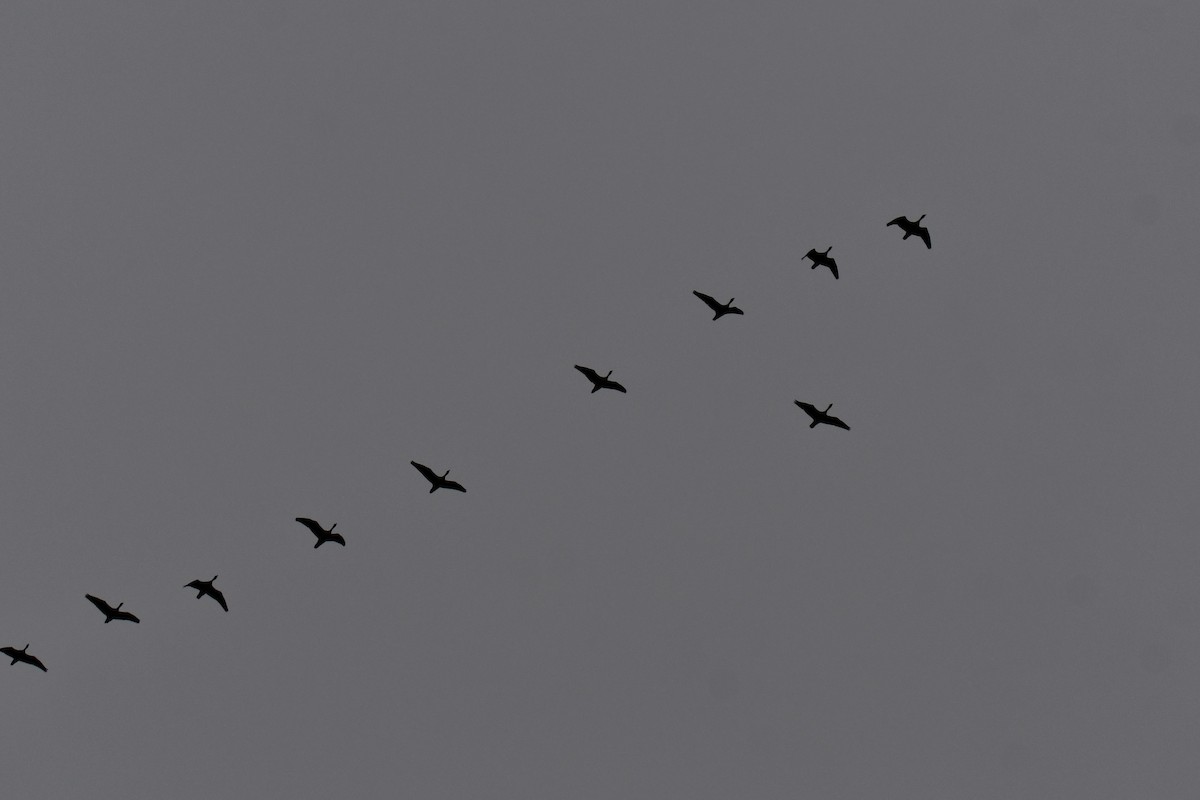 Double-crested Cormorant - ML646234906