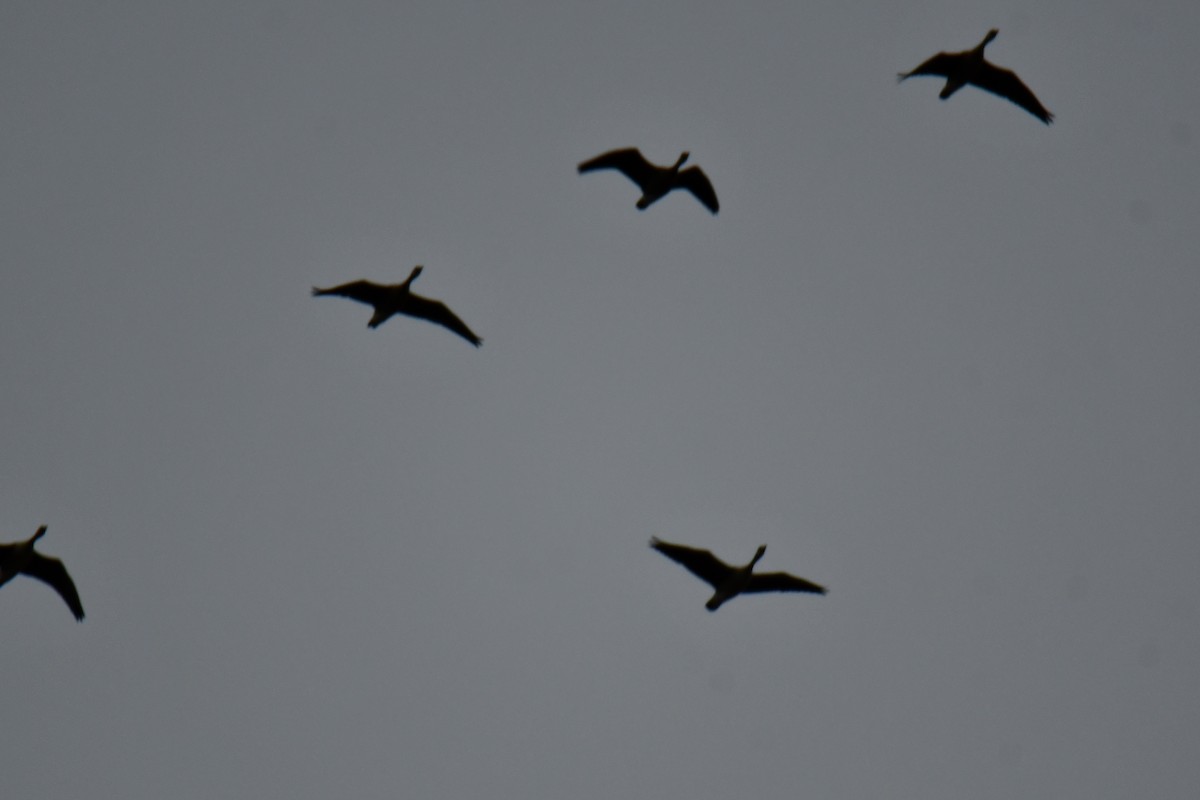 Double-crested Cormorant - ML646234907