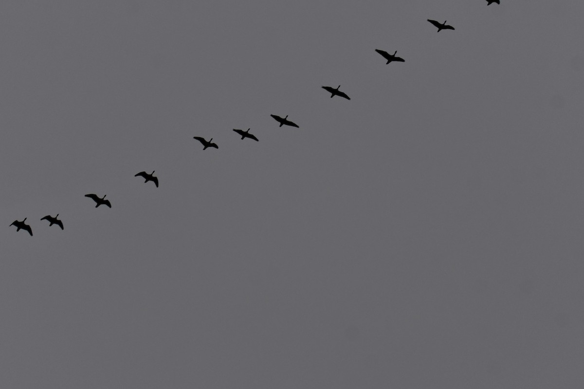 Double-crested Cormorant - ML646234908