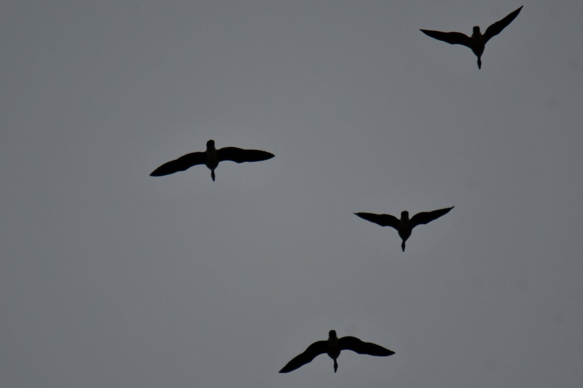 Double-crested Cormorant - ML646234909