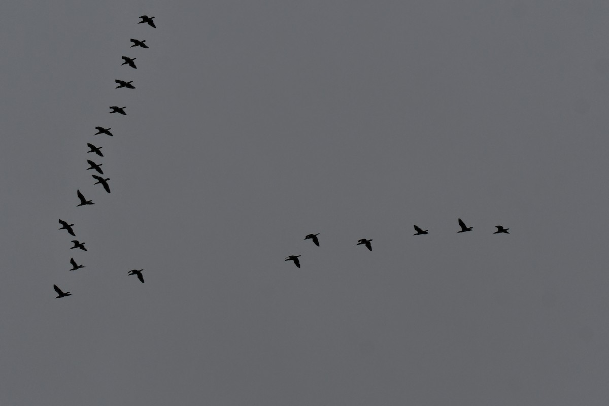 Double-crested Cormorant - ML646234910