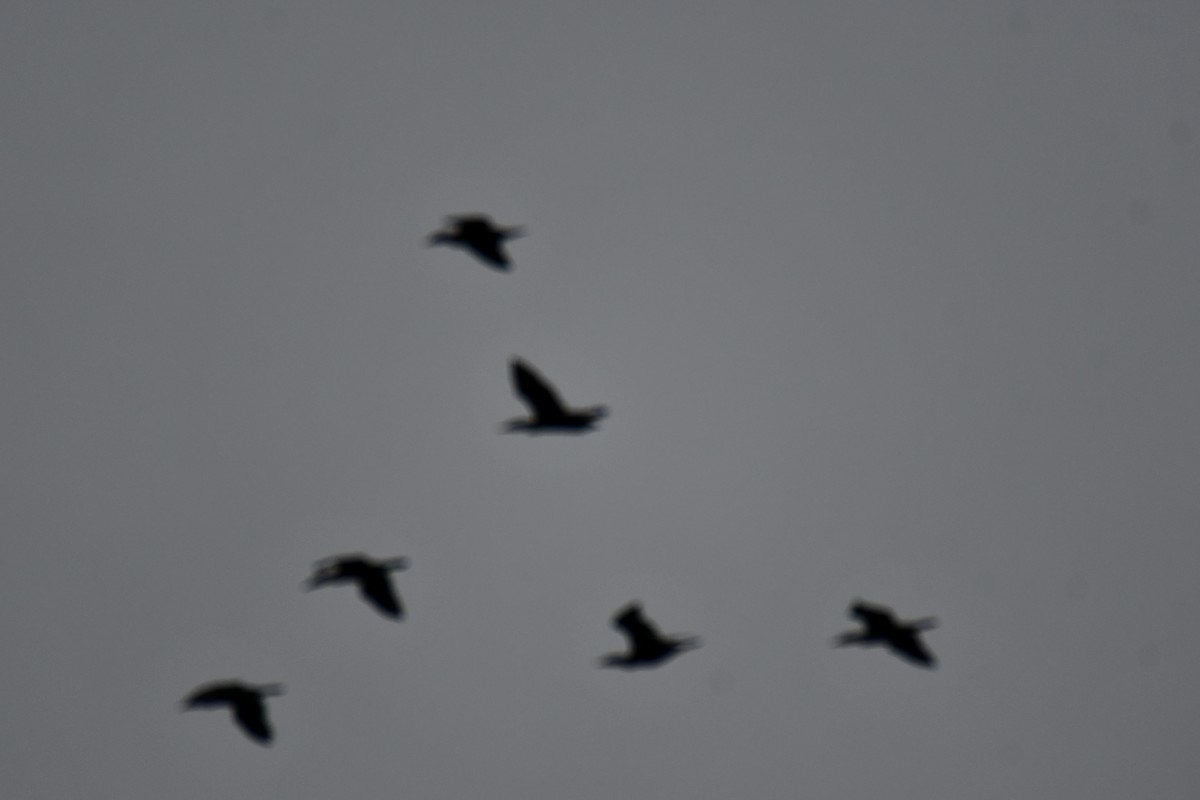 Double-crested Cormorant - ML646234911