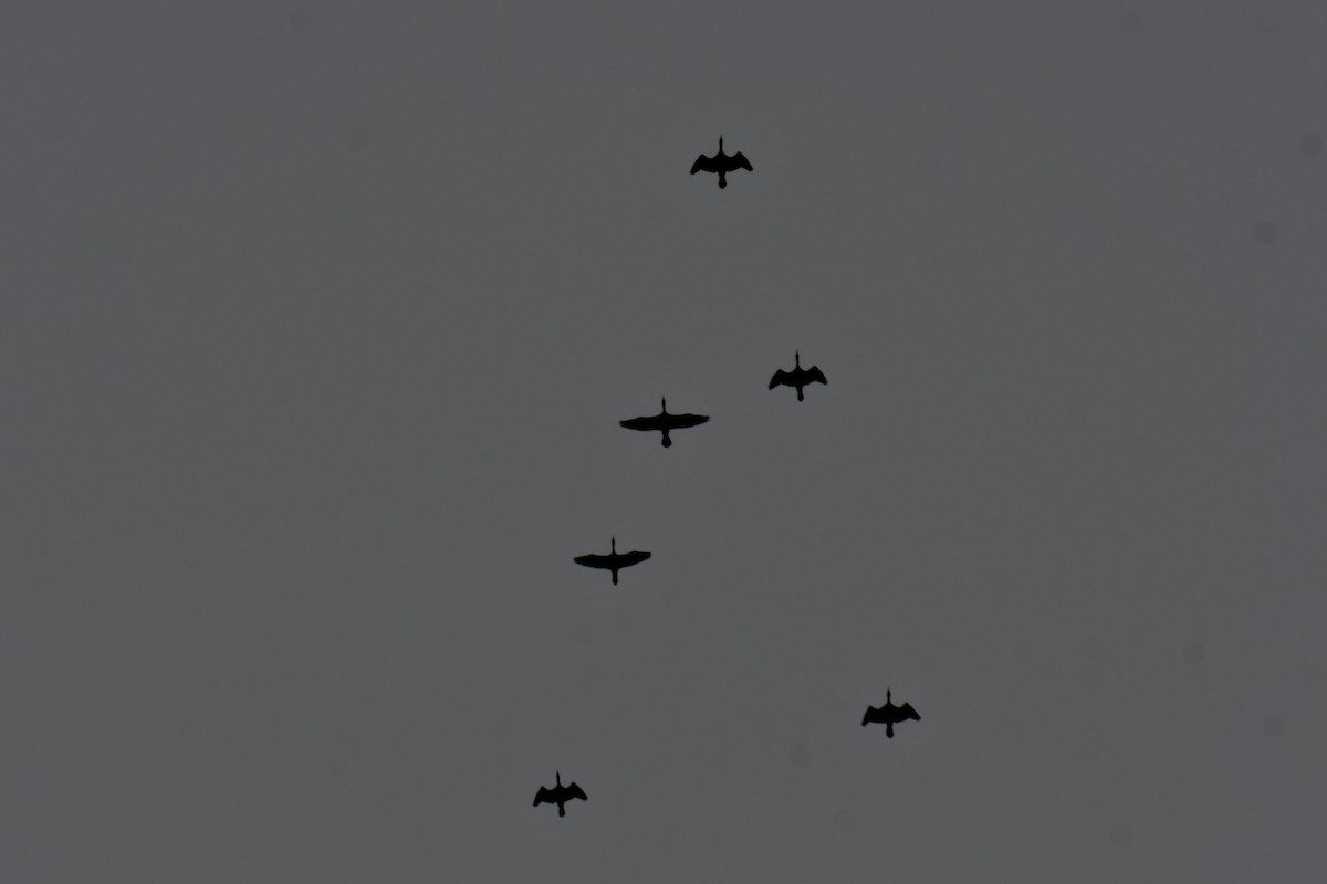 Double-crested Cormorant - ML646234912