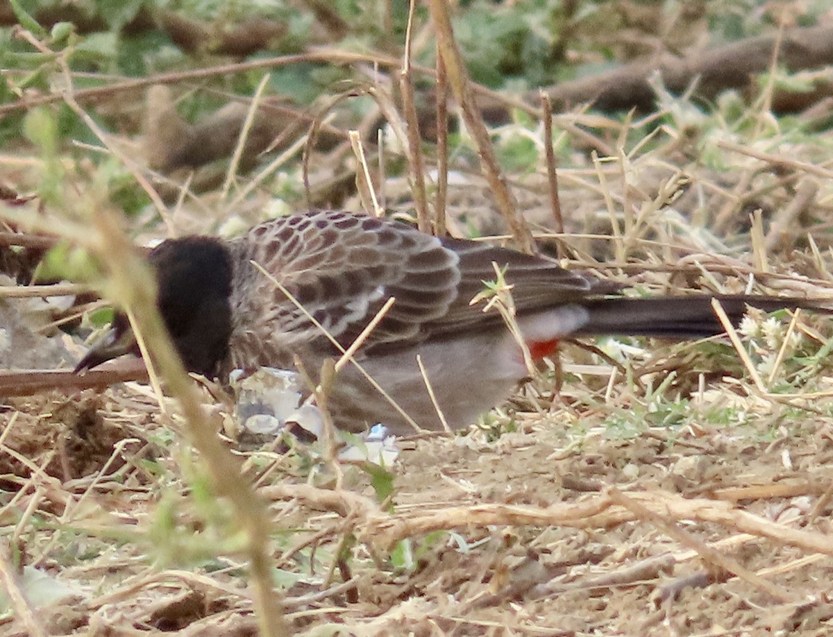 Red-vented Bulbul - ML646234913