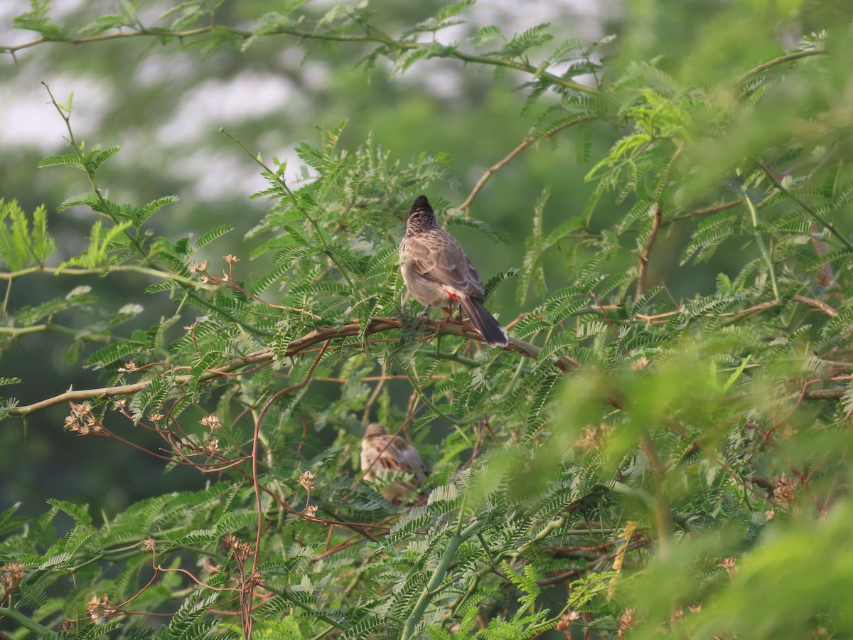 Red-vented Bulbul - ML646234914