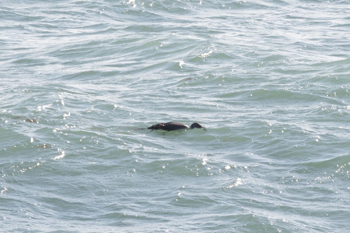 Common Loon - ML646234916