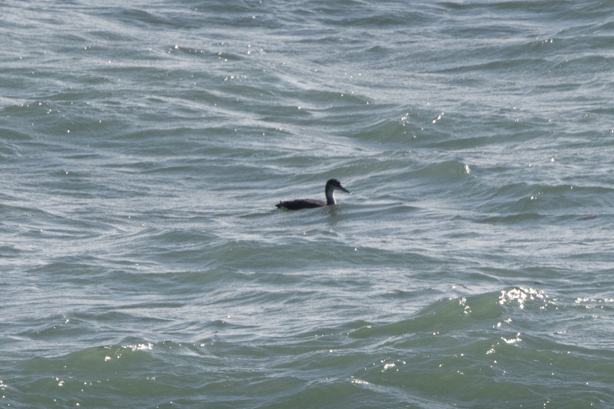 Common Loon - ML646234917