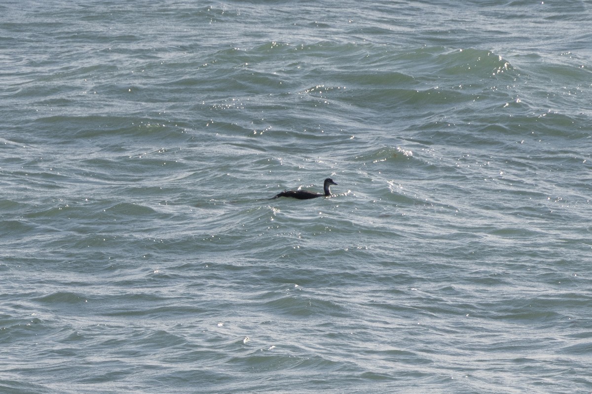 Common Loon - ML646234918