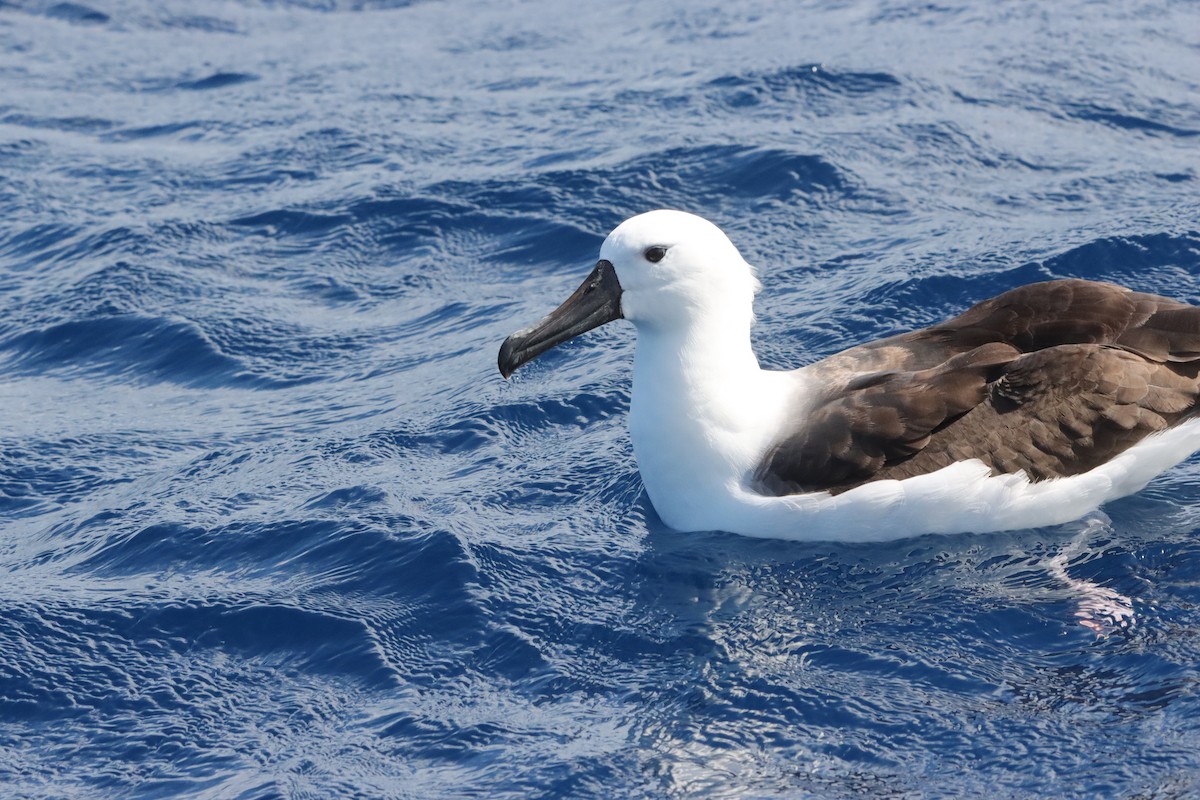 Indian Yellow-nosed Albatross - ML646234933