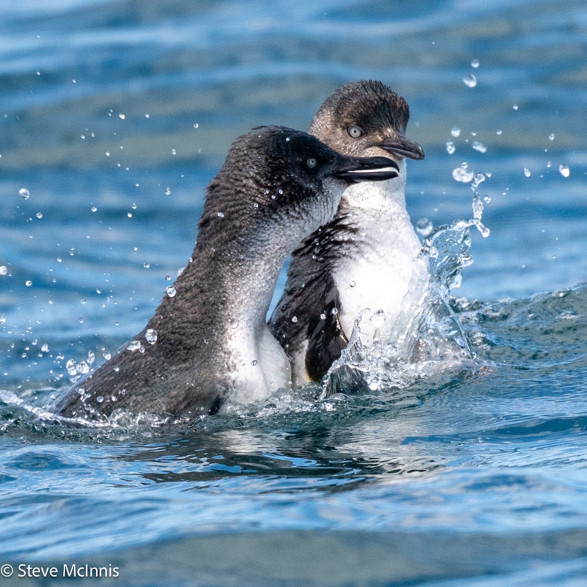 Little Penguin - ML646234934