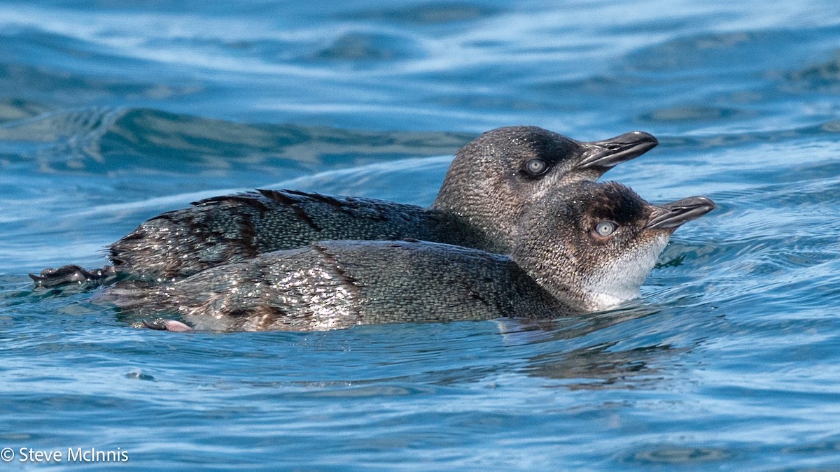 Little Penguin - ML646234935