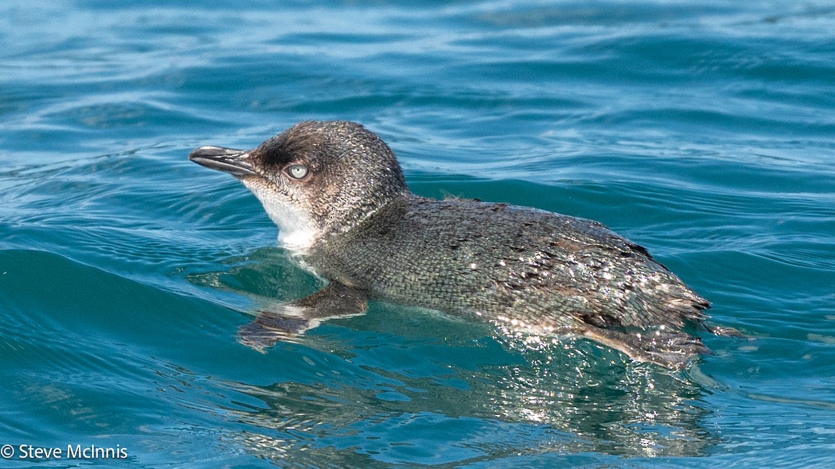 Little Penguin - ML646234936