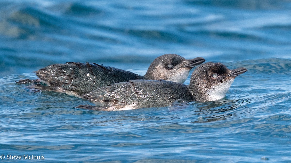 Little Penguin - ML646234937