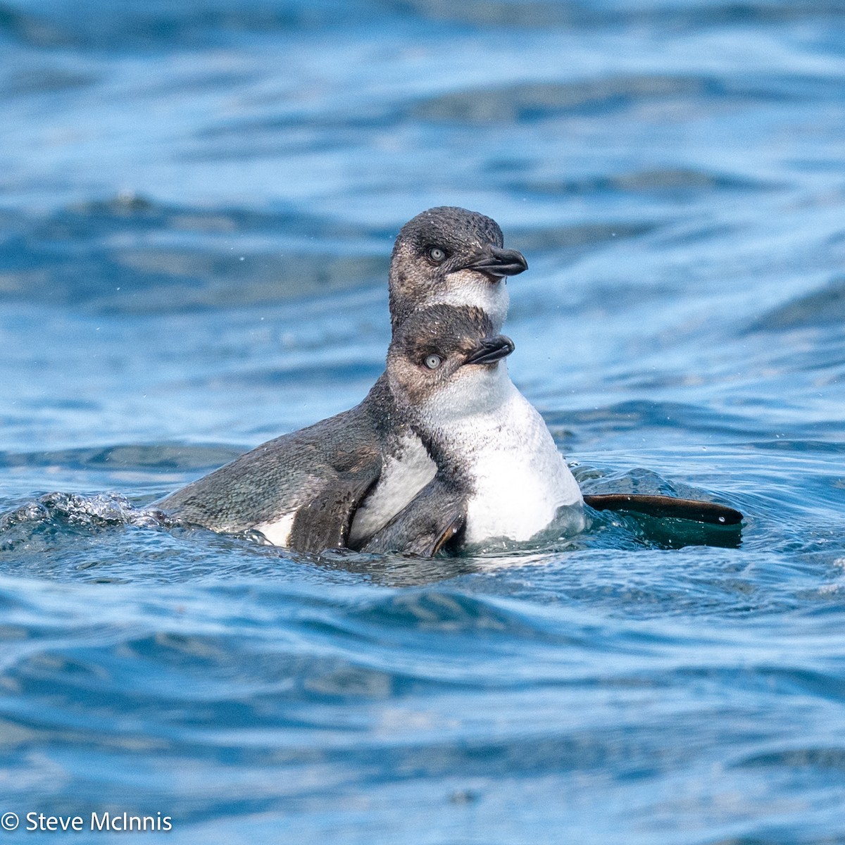 Little Penguin - ML646234938