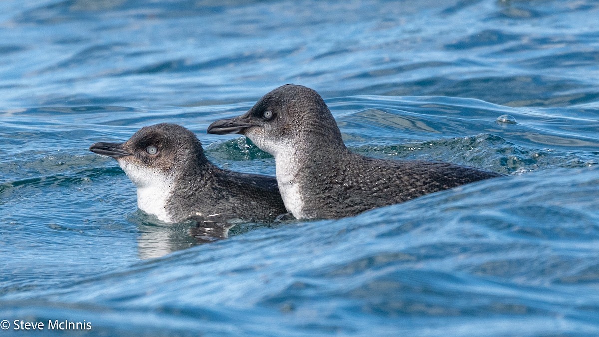 Little Penguin - ML646234939