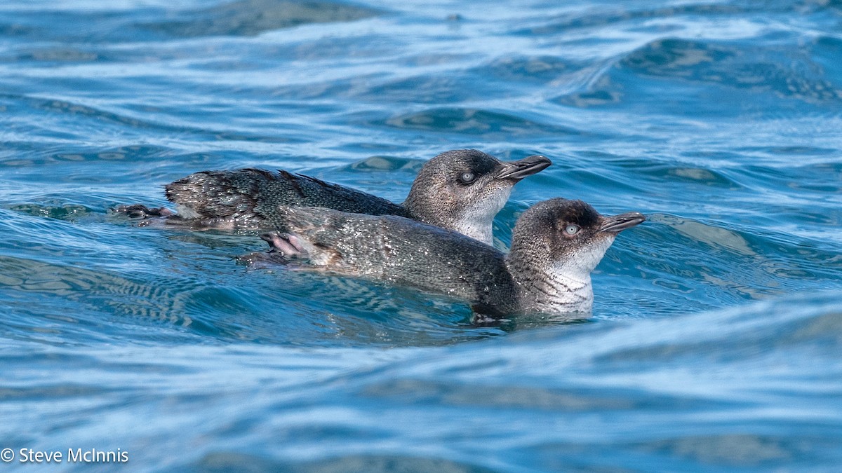 Little Penguin - ML646234940