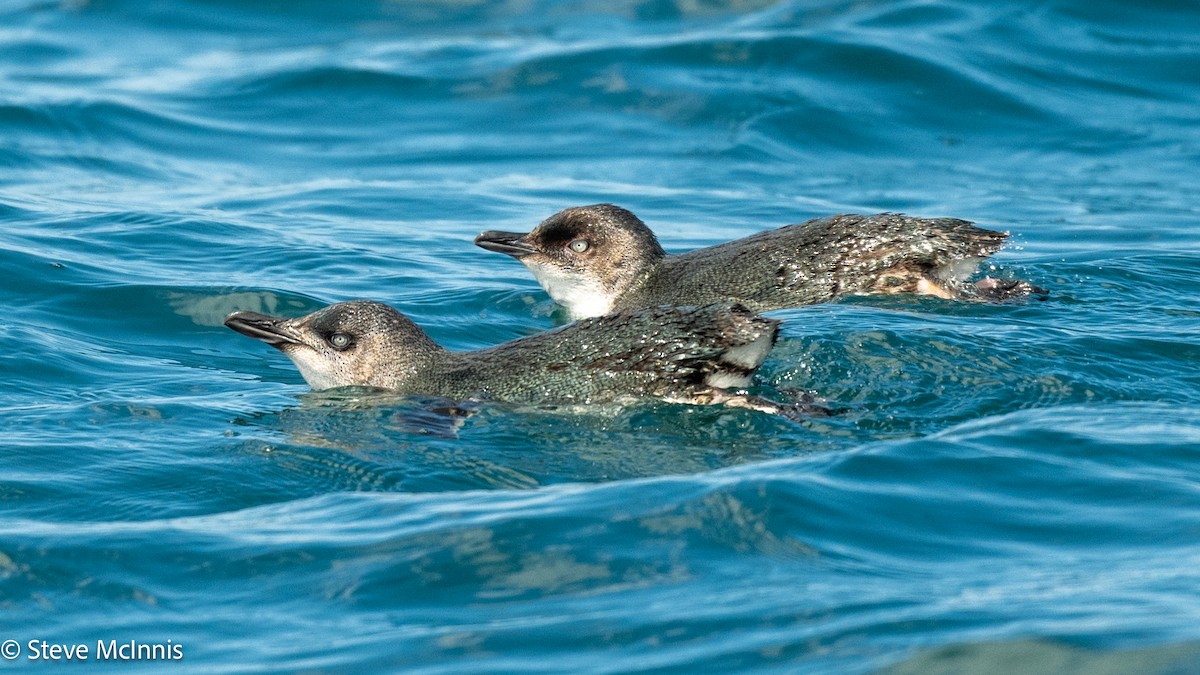 Little Penguin - ML646234941