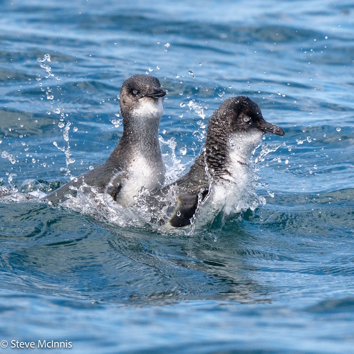 Little Penguin - ML646234942