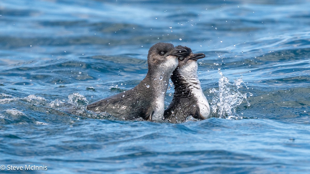 Little Penguin - ML646234943