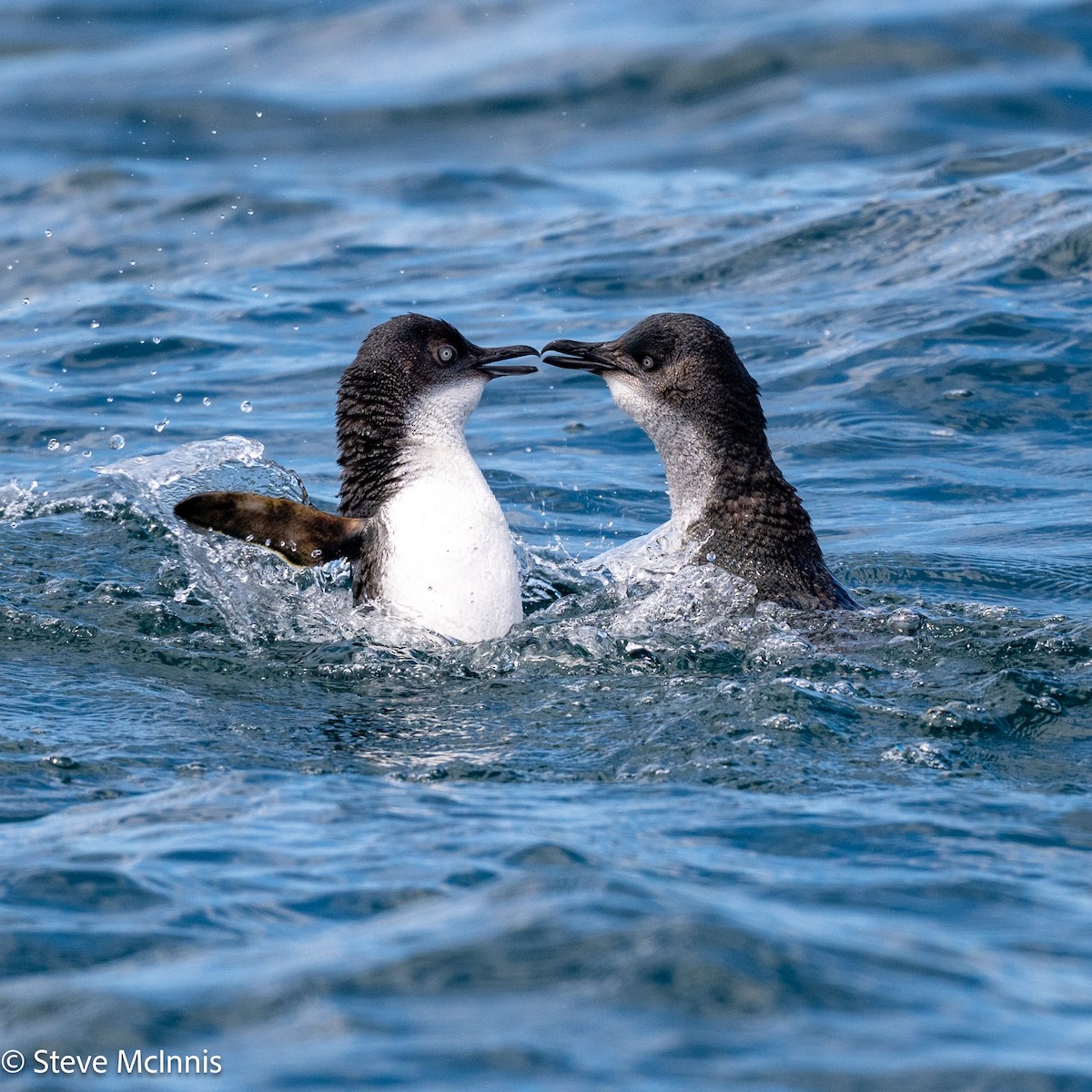 Little Penguin - ML646234944