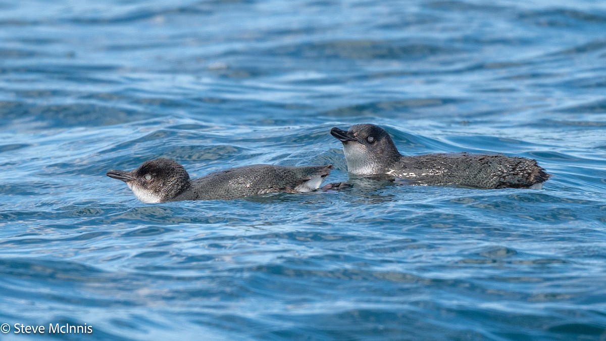 Little Penguin - ML646234945