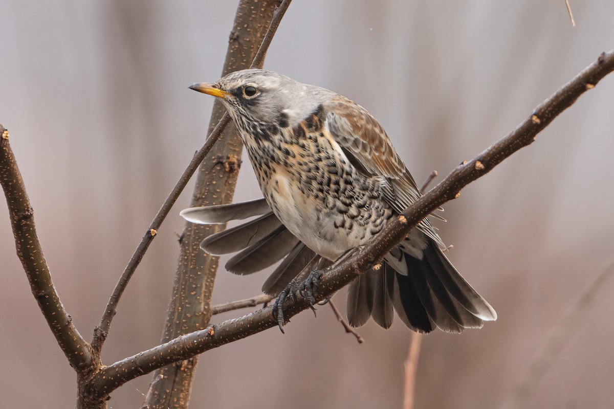 Fieldfare - ML646234947