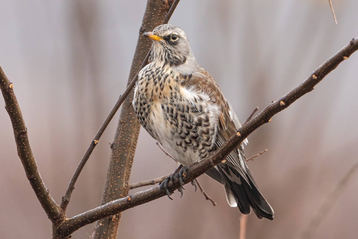 Fieldfare - ML646234948