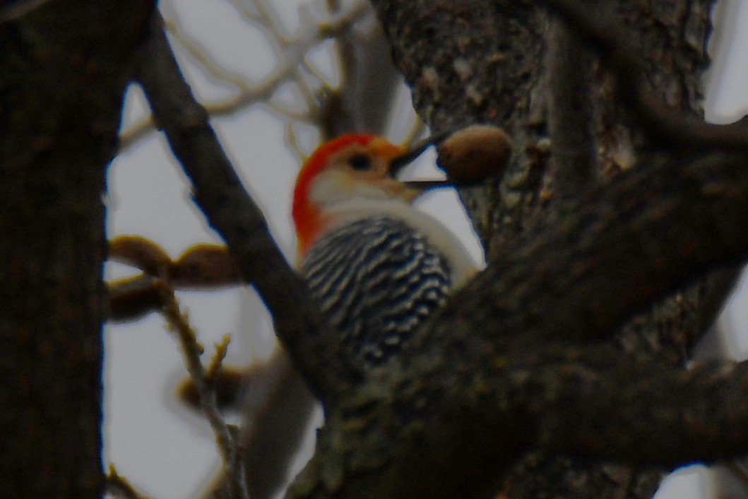 Red-bellied Woodpecker - ML646234949